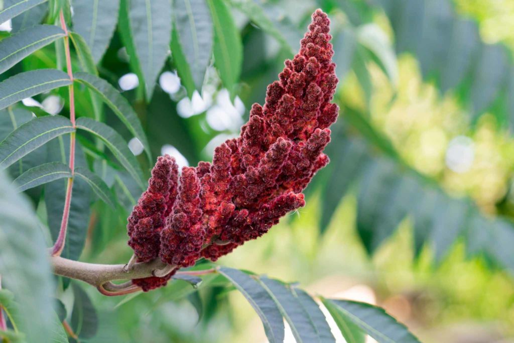 Sumach Sumaq Sumac