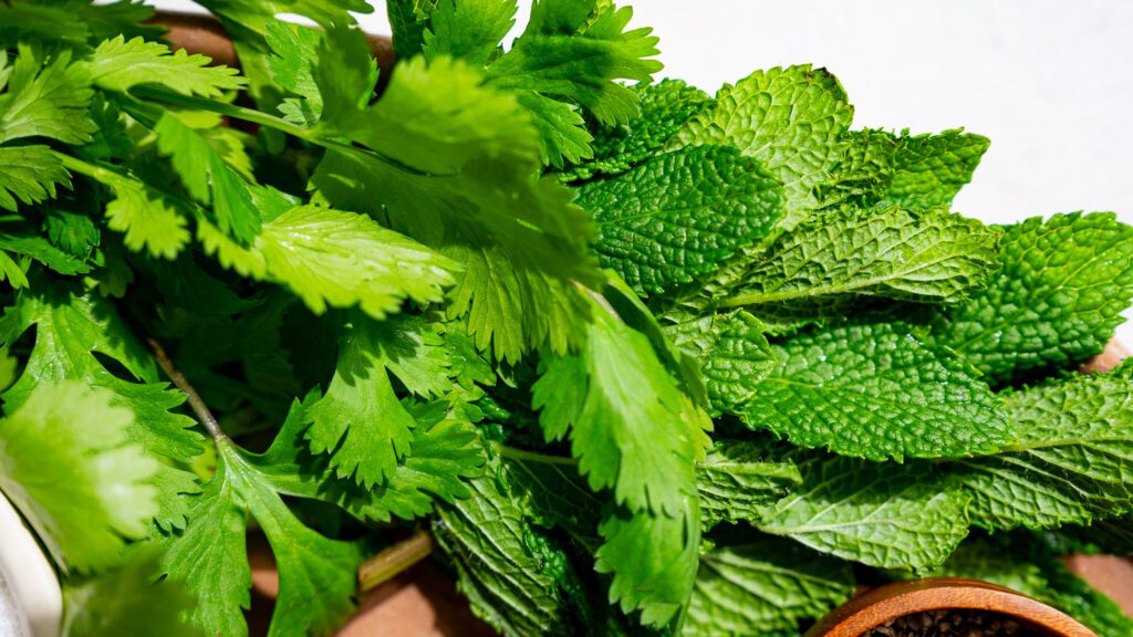 Herbes fraîches : persil, coriandre et menthe dans un bol.