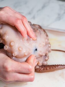 Der Schnabel wird aus dem Oktopus gedrückt